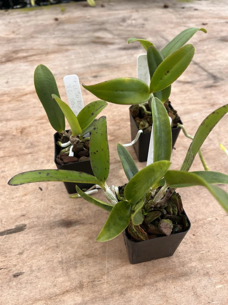 Potted orchid plant with green leaves in a dark plastic pot