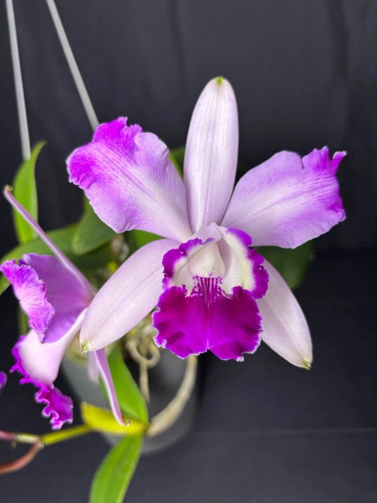 Purple and white orchid flower with magenta center lip, green leaves on stems