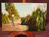 Vintage 1908 From Elmira, CA CALIFORNIA "Pampas Grass in California" Pampas Grass