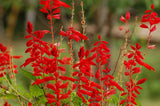 400 SCARLET SAGE (Lady-In-Red Salvia / Blood Sage / Red Texas Sage) Salvia Cocci Flowering Plants