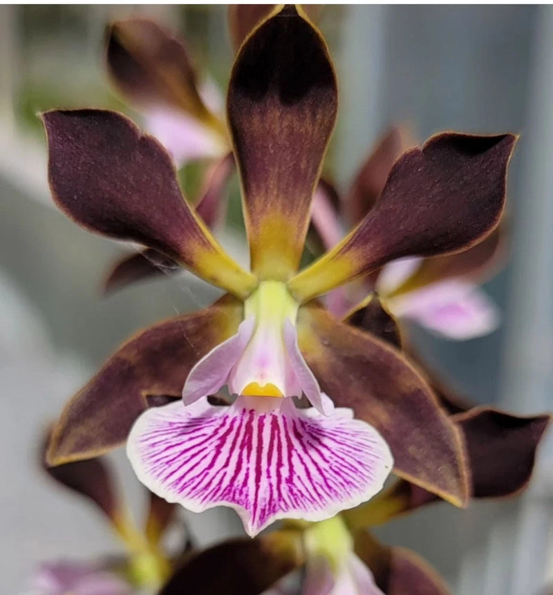 Dark maroon orchid with white lip and purple stripes, yellow center