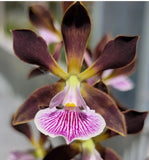 Lovely Encyclia Hybrid - Encyclia Cynthia 'Black Arts' x randii Orchids