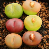 6pcs 2CM Succulent Plant Conophytum Maughanii Aizoaceae Home Garden Beautiful Garden Plants