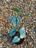 Philodendron Brandtianum - Potted three to five leaves tree Green Plant