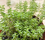 SEDUM Stonecrop White Flowering Succulent Groundcover Rock Garden Easy Care Garden Plants