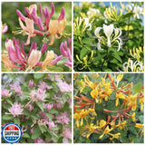 210+ Mix Honeysuckle Seeds for Planting in Home Garden- Non-GMO Honeysuckle P... Garden Plants