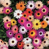 10,000+ Ice Plant Livingstone Daisy Flower Seeds Mixed Color Succulents Garden Plants