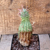 D5366 EUPHORBIA STELLISPINA pot9-H13-W5 cm MaMa Cactus Green Plant