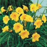 GOLDEN DEEP YELLOW STELLA DE ORO DAYLILY 30 SEEDS-~Constant Re-Blooming Flowers! Garden Plants
