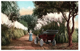 Pampas Grass in California Old Car Woman in Hat Edward H Mitchell Postcard Pampas Grass