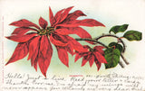 Postcard Art Poinsettia Flowering Plant Flowering Plants