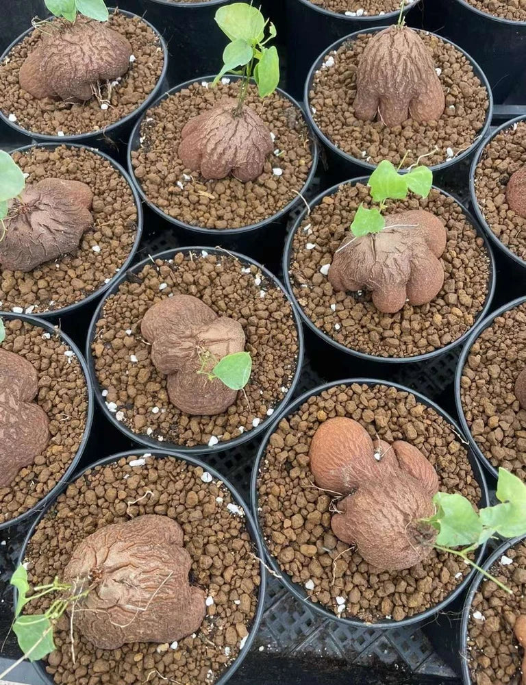 Dioscorea elephantipes caudex succulent in black pot, green shoots