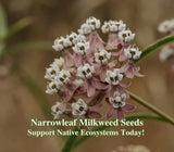 Narrowleaf Milkweed Seed for Butterfly Gardens California Native Wildflower Seed Garden Plants
