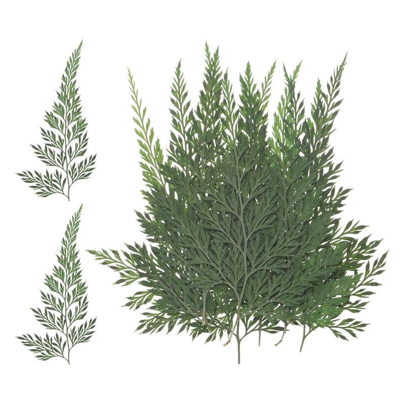 Pressed dried fern leaves set, green leaf sprigs with assorted frond shapes