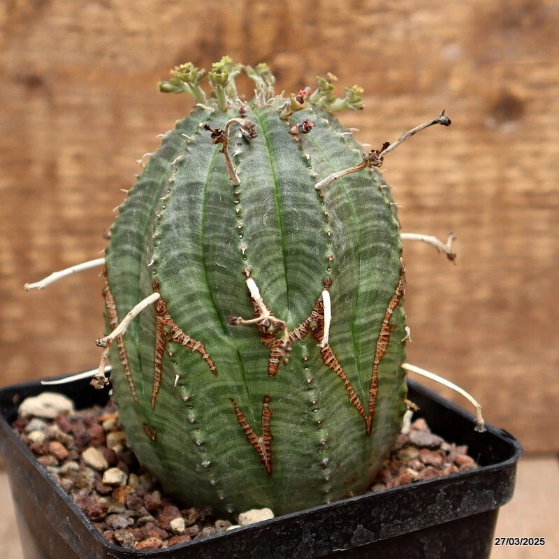 Potted green Euphorbia cactus with ridged stems and red-brown spines