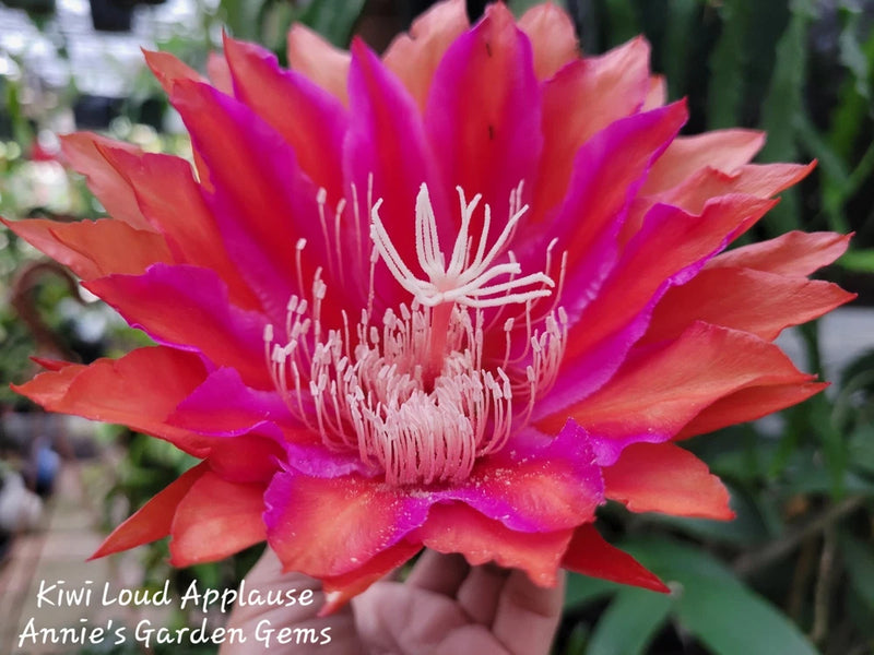 Epiphyllum orchid flower with magenta petals and orange tips, detailed stamens