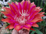 Epiphyllum Kiwi Loud Applause-  Unrooted Cuttings - 8 to 10 inches long Orchids