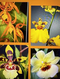 Orchid Plant  5 bulb seedling cuttings no pot not perfect as is plus bonus Orchids