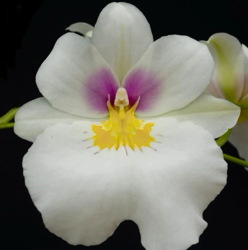 Mps. Renee Komoda Bloom size Orchids