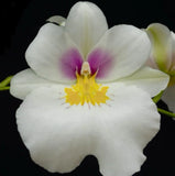 Mps. Renee Komoda Bloom size Orchids