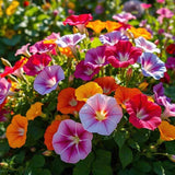 Morning Glory Seeds Mixed Colors Vibrant 50 Seeds Vine Climbers Flowering Plants