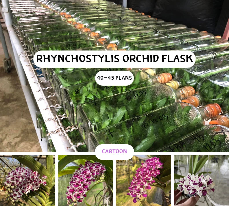 Rhynchostylis orchid dried flowers in a green flask, with purple blossoms