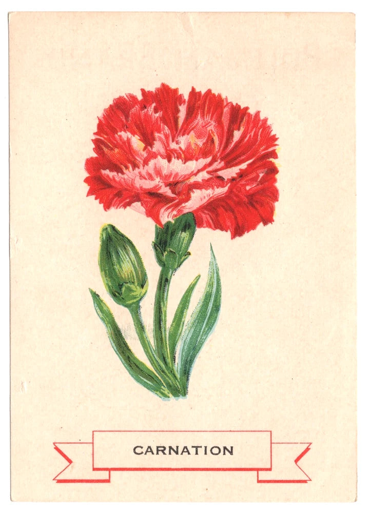 Vintage carnation flower card with red double bloom and ribbon label 'CARNATION'