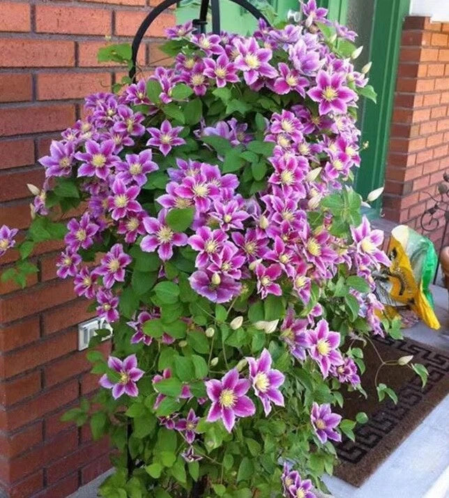 25pc CLEMATIS SEEDS Garden Plant Flower vine climber USA seller FREE shipping Garden Plants
