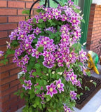 25pc CLEMATIS SEEDS Garden Plant Flower vine climber USA seller FREE shipping Garden Plants