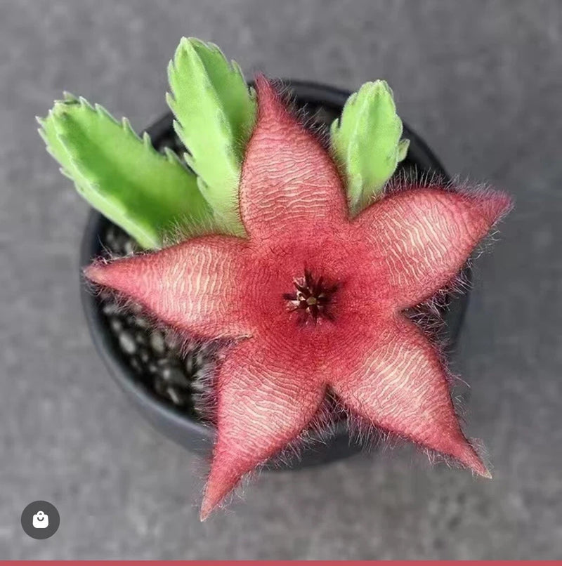 Stapelia gigantea orchid succulent with five star-shaped pink flowers in a dark pot