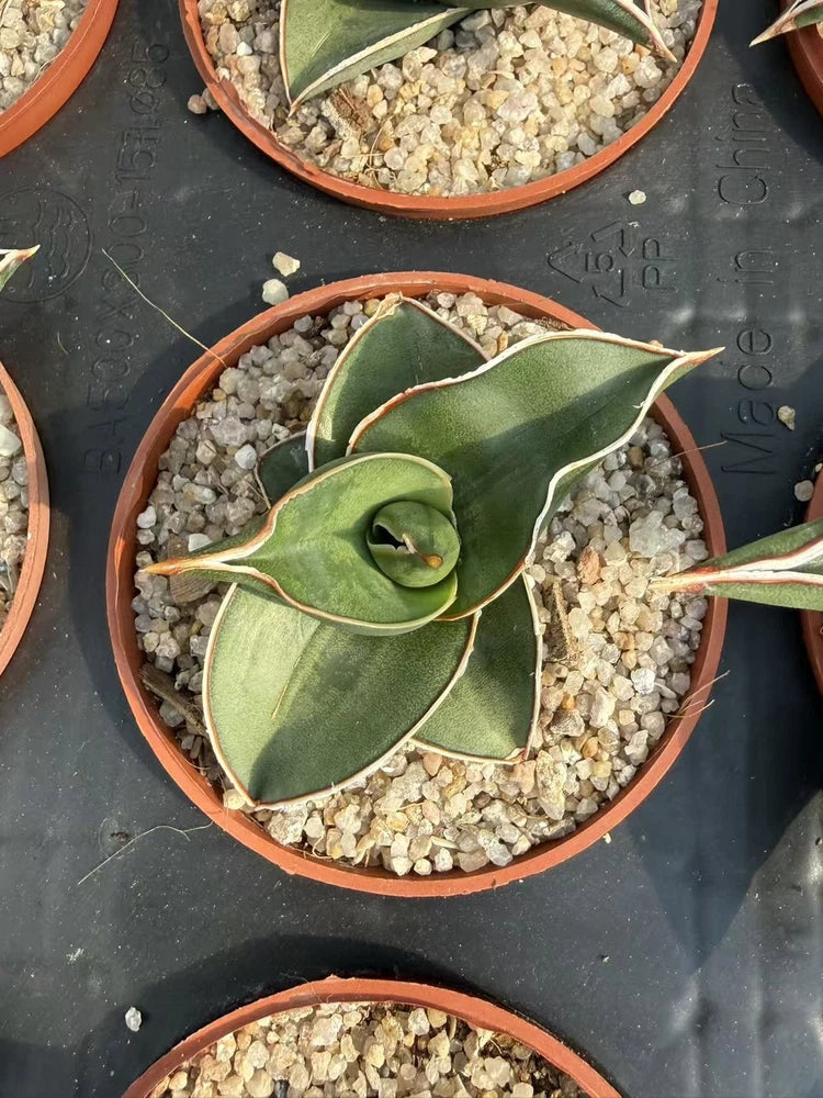 Succulent snake plant in terracotta pot with spiky green leaves and white edges