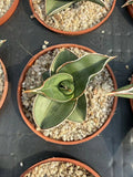 1PCS Sansevieria Trifasciata Warshi RareSucculent  Plant Garden DŽcor Boutique Garden Plants