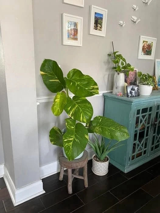 Golden Pothos (Epipremnum aureum) Orchids