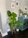 Golden Pothos (Epipremnum aureum) Orchids