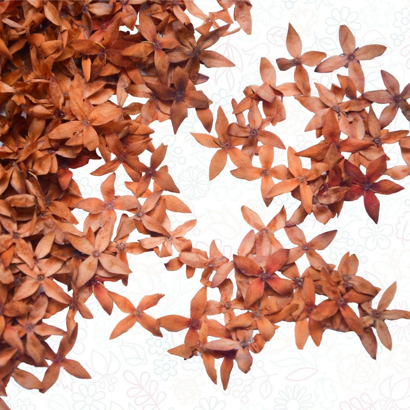 Pressed dried floral mix, orange-brown five-petal blossoms