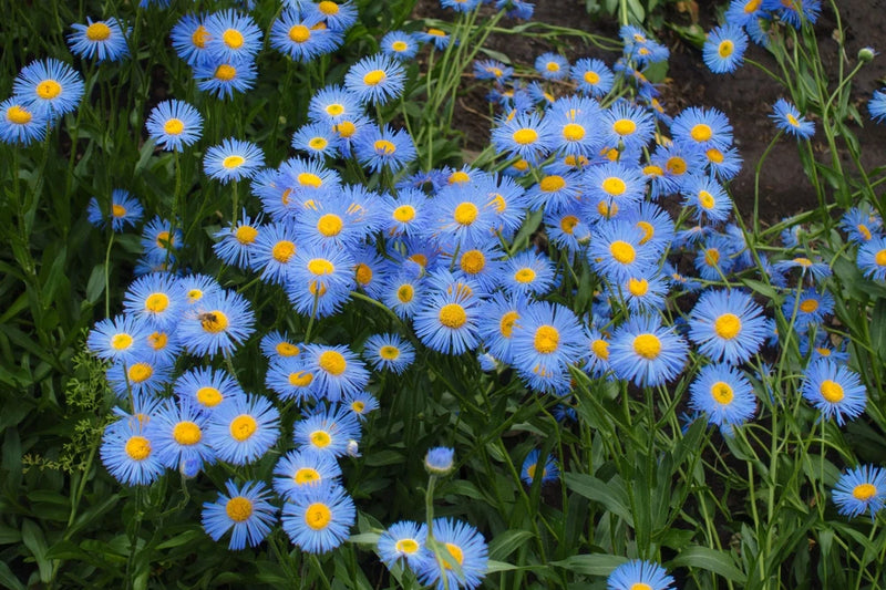 500 BLUE FLEABANE DAISY (Dainty Daisy / Aspen Fleabane / Oregon Fleabane) Eriger Daisies