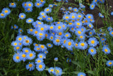 500 BLUE FLEABANE DAISY (Dainty Daisy / Aspen Fleabane / Oregon Fleabane) Eriger Daisies