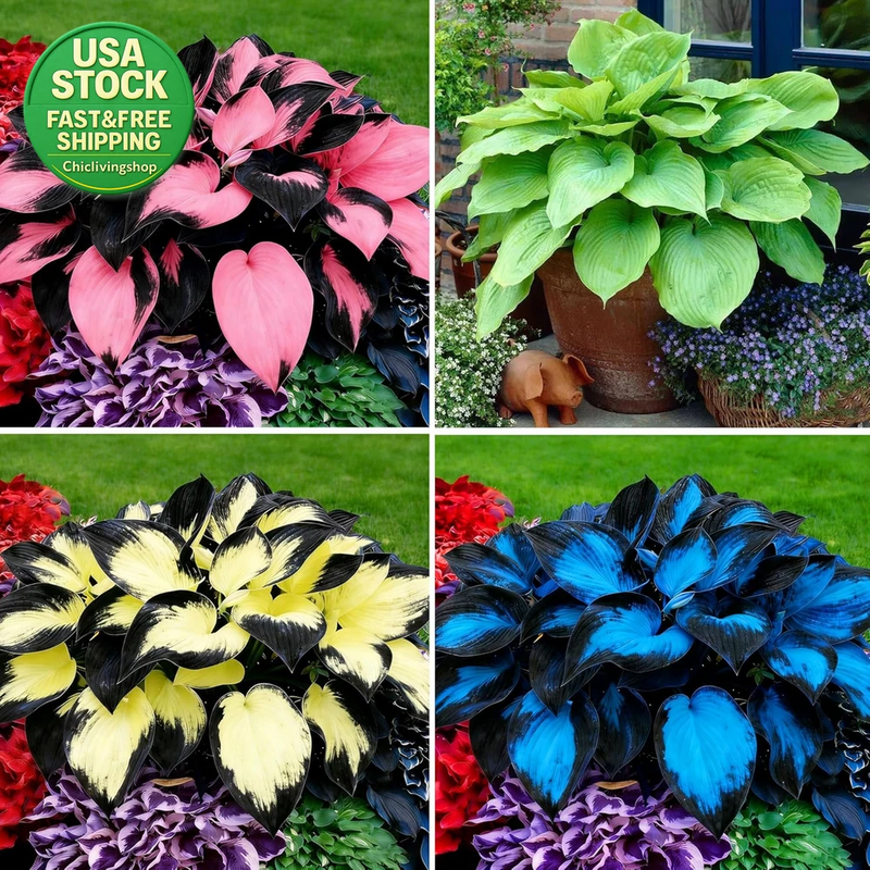 Hosta Seeds for Planting 100+ Rare Perennial Flower Seeds Non-Gmo Heirloom Lily