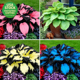 Hosta Seeds for Planting 100+ Rare Perennial Flower Seeds Non-Gmo Heirloom Lily