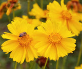 COREOPSIS LANCELEAF YELLOW TALL Coreopsis Lanceolata - 2,500 Bulk Seeds Garden Plants