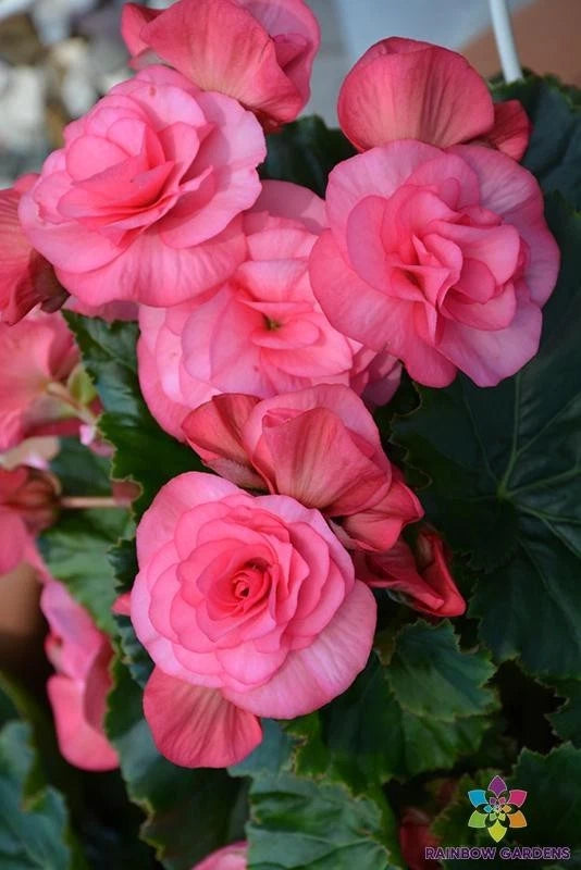 25+ Solenia Dusty Rose Begonia Seeds for Garden Planting - USA - FREE SHIPPING! Garden Plants