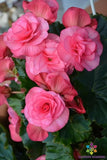 25+ Solenia Dusty Rose Begonia Seeds for Garden Planting - USA - FREE SHIPPING! Garden Plants