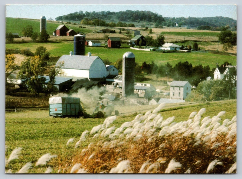 Postcard Iowa Pampas Grass 1979 40X Pampas Grass