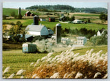 Postcard Iowa Pampas Grass 1979 40X Pampas Grass