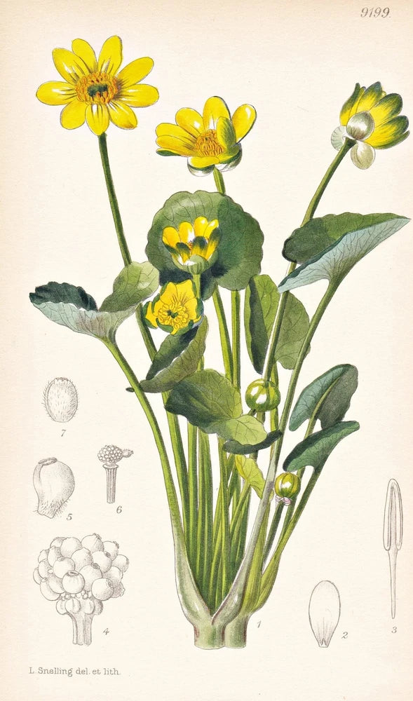 Ranunculus Ficaria Grandiflorus botany flower botany lithograph Curtis 9199 Ranunculus