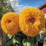 50 Pcs Yellow Enchanting Giant Teddy Bear Sunflower Seeds. Sunflower