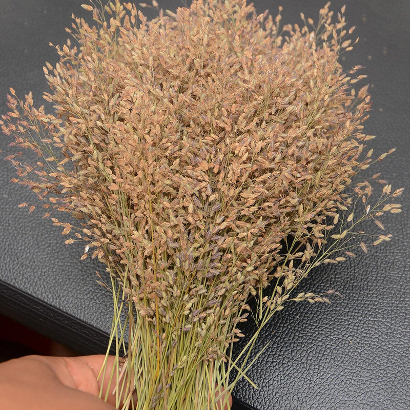 Pressed dried flower sprigs with small natural buds, pale beige