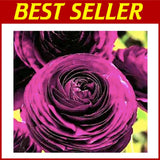 Vibrant Purple Flowers -  Ranunculus Bulbs Ranunculus