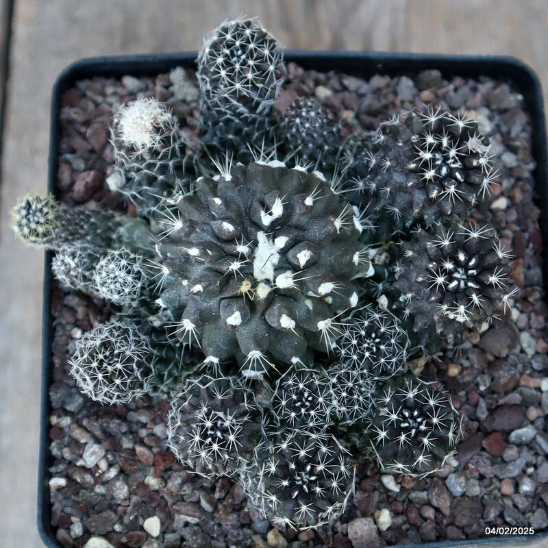 D1996 COPIAPOA TENUISSIMA CLUSTER pot12-H7-W11 cm MaMa Cactus Green Plant