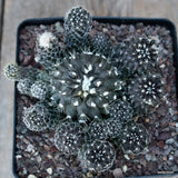 D1996 COPIAPOA TENUISSIMA CLUSTER pot12-H7-W11 cm MaMa Cactus Green Plant